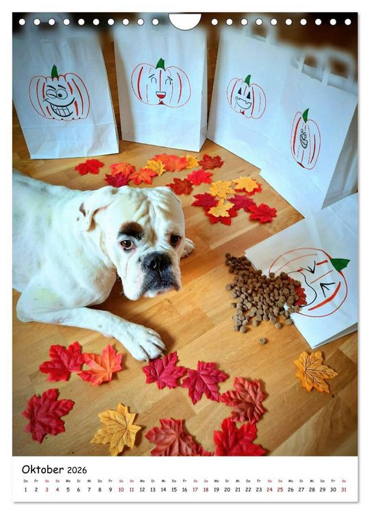 Produktbild: Wei&szlig;er BOXER (Wandkalender 2026 DIN A4 hoch), CALVENDO Monatskalender