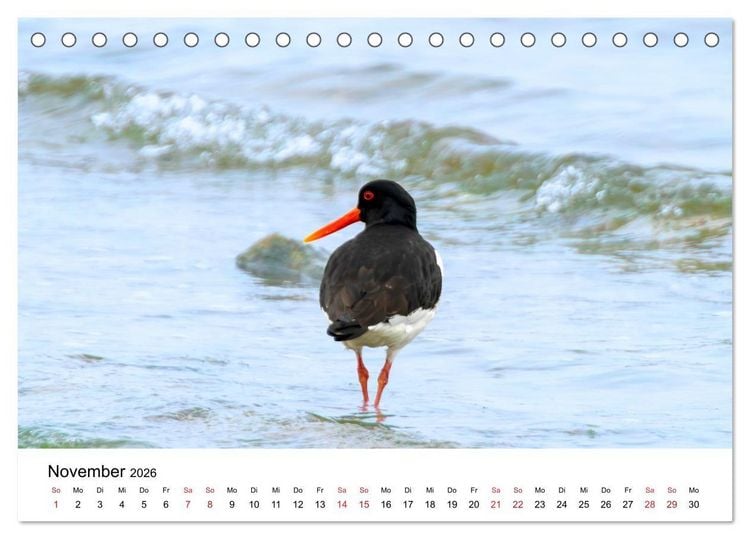 Produktbild: Wasserv&ouml;gel der Ostsee - Impressionen aus der L&uuml;becker Bucht (Tischkalender 2026 DIN A5 quer), CALVENDO Monatskalender