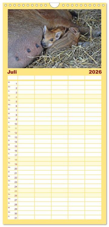 Produktbild: Familienplaner 2026 - Der Schweinekalender mit 5 Spalten (Wandkalender, 21 x 45 cm) CALVENDO