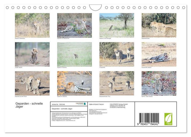 Produktbild: Geparden - schnelle J&auml;ger (Wandkalender 2026 DIN A4 quer), CALVENDO Monatskalender