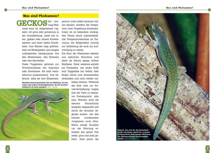 Produktbild: Der Streifentaggecko