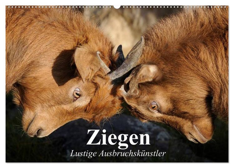 Produktbild: Ziegen. Lustige Ausbruchsk&uuml;nstler (Wandkalender 2026 DIN A2 quer), CALVENDO Monatskalender