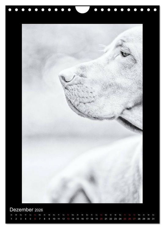 Produktbild: Vizsla-Liebe (Wandkalender 2026 DIN A4 hoch), CALVENDO Monatskalender