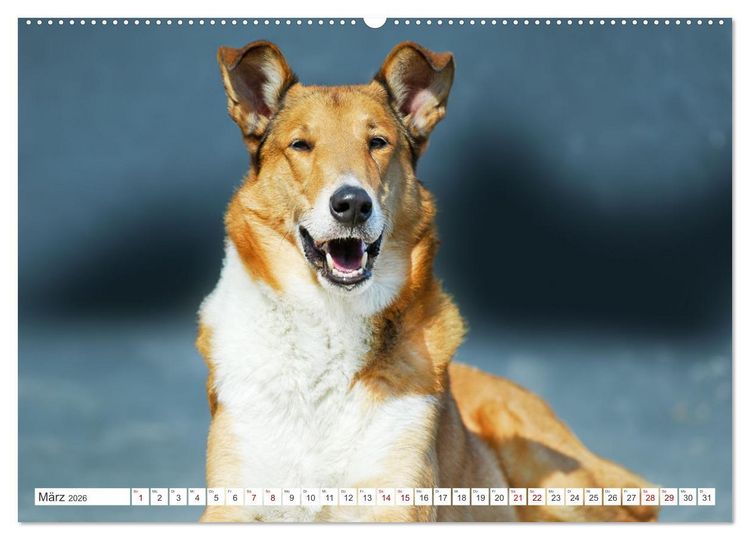 Produktbild: Britische H&uuml;tehunde - Treue Freunde auf vier Pfoten (hochwertiger Premium Wandkalender 2026 DIN A2 quer), Kunstdruck in Hochglanz