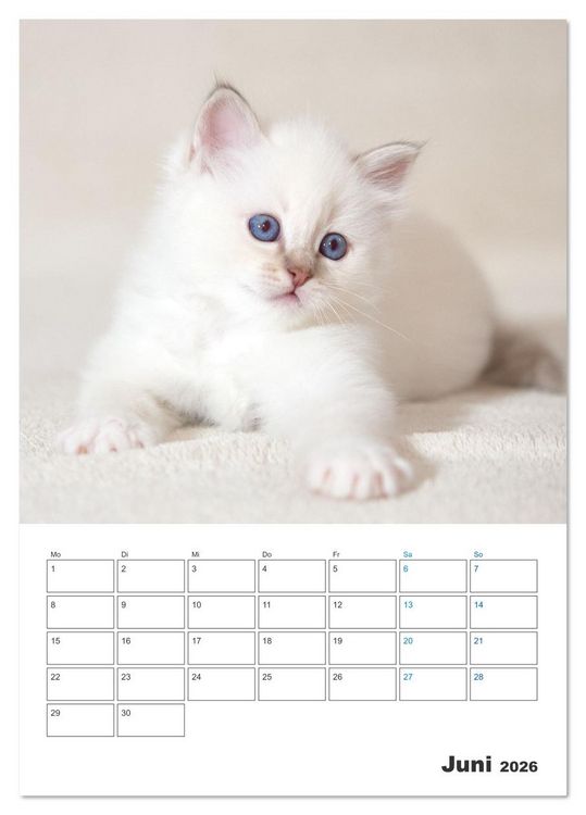Produktbild: Heilige Birma Kitten Kalender mit Planer (Tischkalender 2026 DIN A5 hoch), CALVENDO Monatskalender