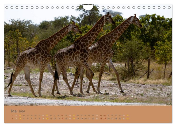 Produktbild: Afrika Impressionen. NAMIBIA - S&Uuml;DAFRIKA - BOTSWANA (Wandkalender 2026 DIN A4 quer), CALVENDO Monatskalender
