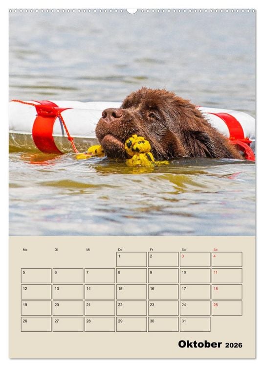 Produktbild: Familienplaner Neufundl&auml;nder - Freund und Retter (Wandkalender 2026 DIN A2 hoch), CALVENDO Monatskalender
