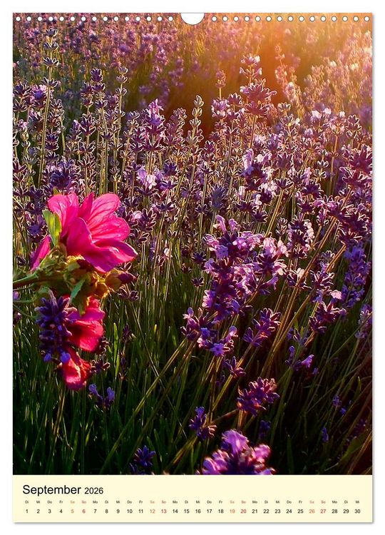 Produktbild: Provence Lavendel Paradies (Wandkalender 2026 DIN A3 hoch), CALVENDO Monatskalender