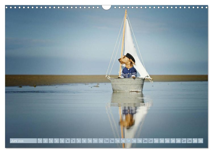 Produktbild: DACKELmix Elli Pirelli (Wandkalender 2026 DIN A3 quer), CALVENDO Monatskalender