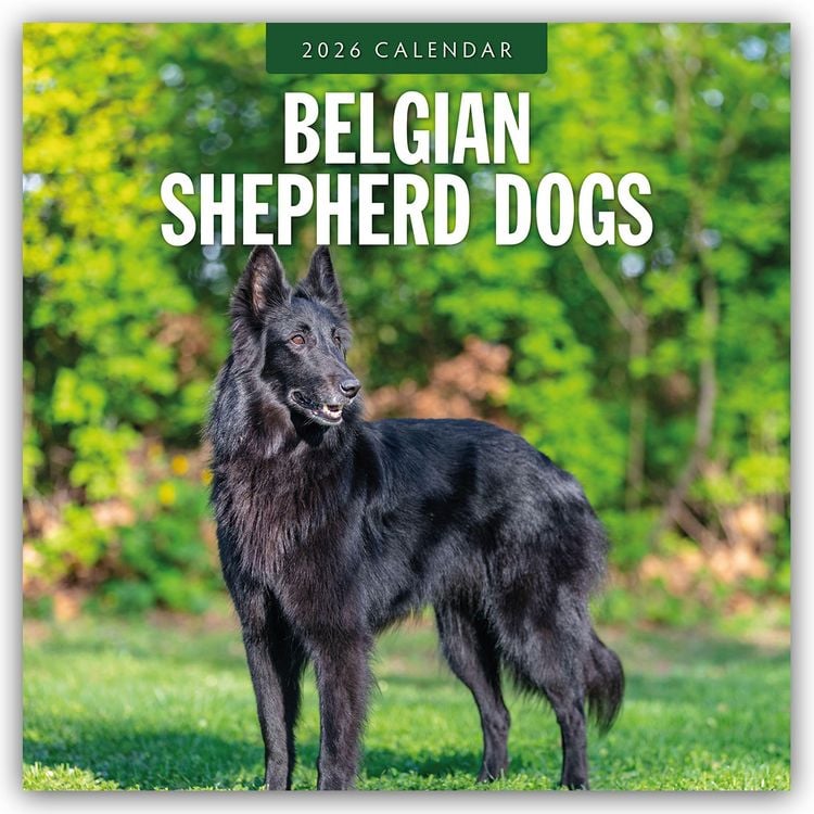 Produktbild: Belgian Shepherd – Belgischer Schäferhund 2026 – 16-Monatskalender