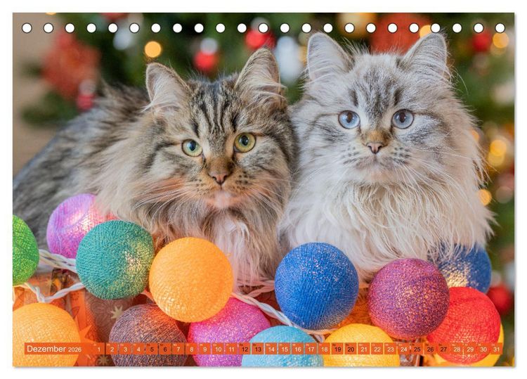 Produktbild: Maui und Molokai - Sibirische Katzenschwestern (Tischkalender 2026 DIN A5 quer), CALVENDO Monatskalender
