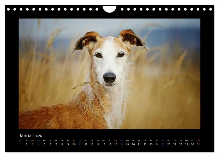 Produktbild: Windhund bunt (Wandkalender 2026 DIN A4 quer), CALVENDO Monatskalender