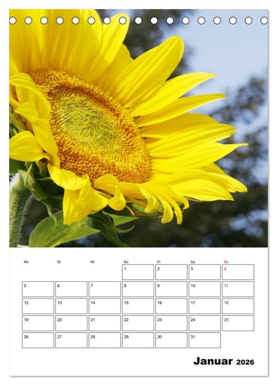Produktbild: Leuchtende Sonnenblumen (Tischkalender 2026 DIN A5 hoch), CALVENDO Monatskalender