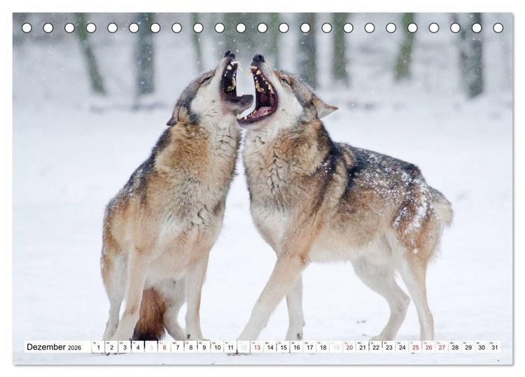 Produktbild: Tiermomente (Tischkalender 2026 DIN A5 quer), CALVENDO Monatskalender
