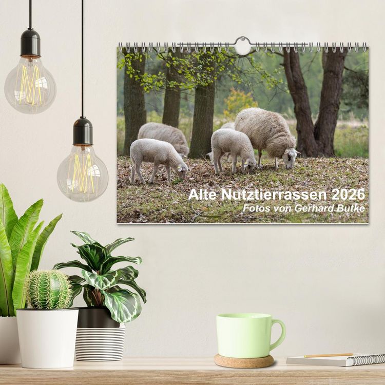 Produktbild: Alte Nutztierrassen 2026 (Wandkalender 2026 DIN A4 quer), CALVENDO Monatskalender