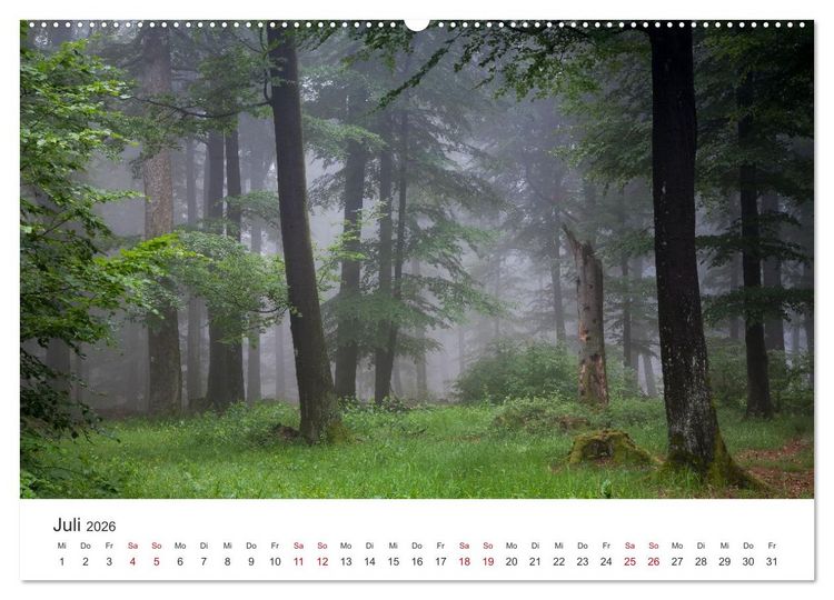 Produktbild: Im Deutschen Wald (Wandkalender 2026 DIN A2 quer), CALVENDO Monatskalender