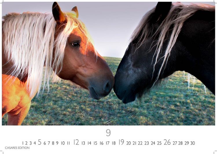 Produktbild: Pferde Kalender 2027 &ndash; Wandkalender | Fotokalender Tierkalender 24x35cm mit 12 wundersch&ouml;nen Fotos dieser edlen Tiere