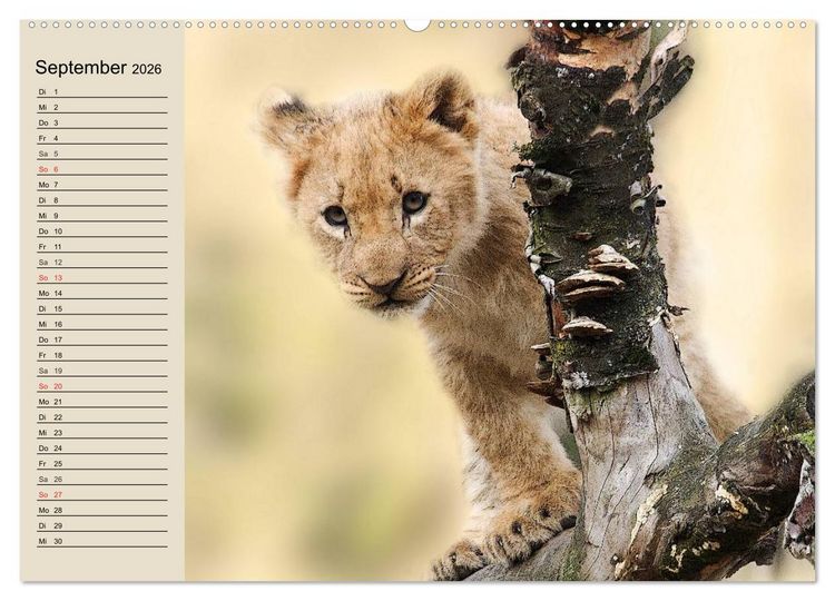 Produktbild: L&ouml;wen. Majest&auml;tische Kraft (Wandkalender 2026 DIN A2 quer), CALVENDO Monatskalender