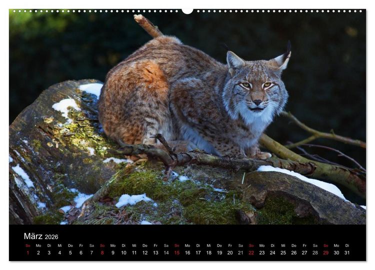Produktbild: Der Luchs (Wandkalender 2026 DIN A2 quer), CALVENDO Monatskalender