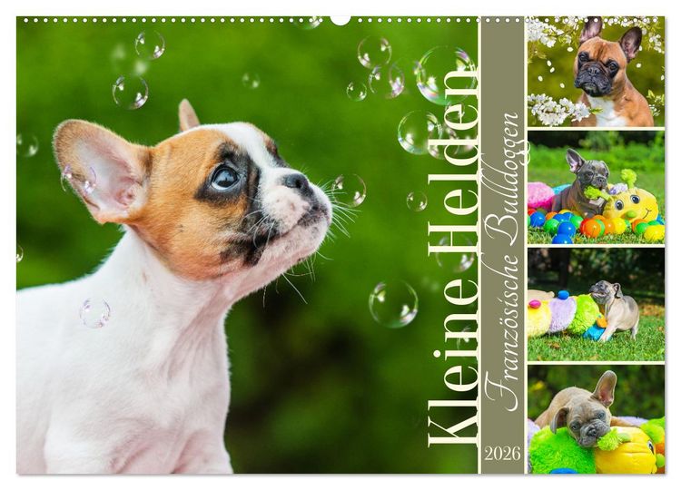 Produktbild: Kleine Helden - Franz&ouml;sische Bulldoggen (Wandkalender 2026 DIN A2 quer), CALVENDO Monatskalender