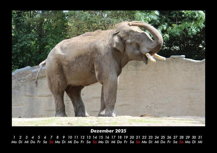 Produktbild: Elefanten - Die sanften Riesen Afrikas 2025 Fotokalender DIN A3
