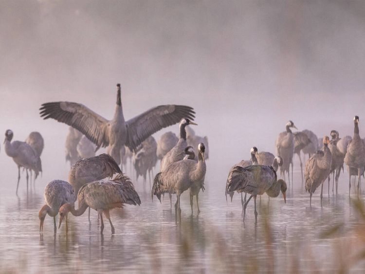 Produktbild: CALVENDO Puzzle Ein Motiv aus dem Kalender Kraniche am Schlafplatz - im Naturparadies der Mecklenburgischen Seenplatte | 1000 Teile Lege-Gr&ouml;&szlig;e 64x48cm Foto-Puzzle f&uuml;r gl&uuml;ckliche Stunden