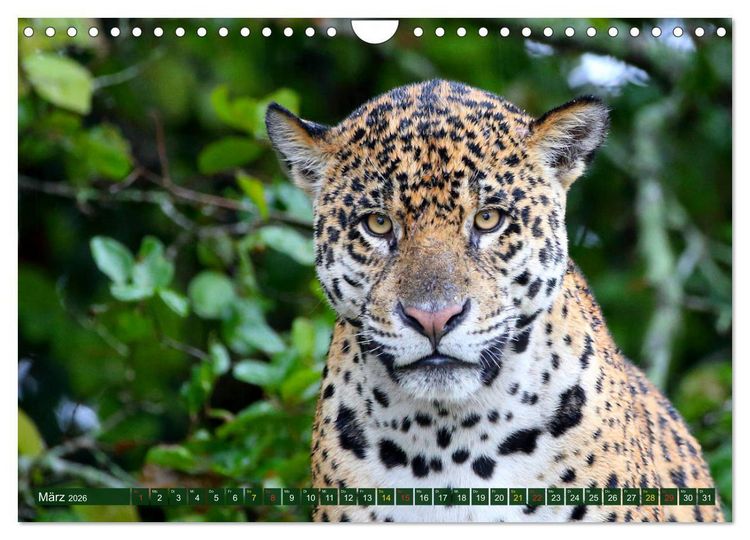 Produktbild: Jaguare im Pantanal (Wandkalender 2026 DIN A4 quer), CALVENDO Monatskalender
