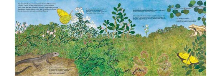 Produktbild: Im Moor &ndash; Kiebitz, Frosch und Sonnentau