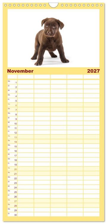 Produktbild: Familienplaner 2027 - Labrador - Welpen mit 5 Spalten (Wandkalender, 21 x 45 cm) CALVENDO
