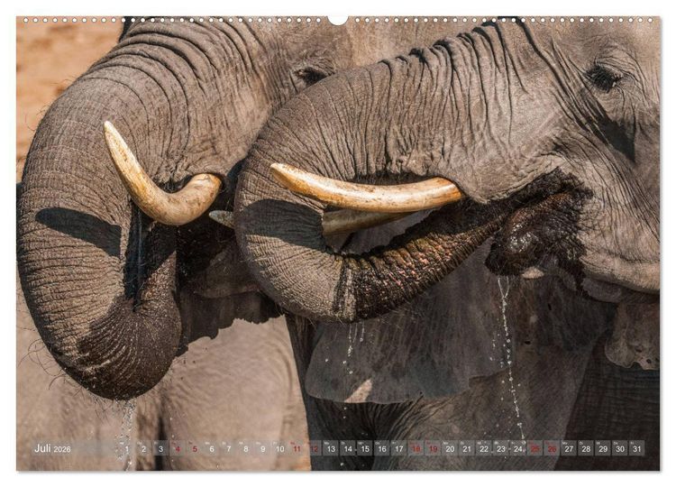 Produktbild: Elefanten in Afrika - Die mit den gro&szlig;en Ohren (hochwertiger Premium Wandkalender 2026 DIN A2 quer), Kunstdruck in Hochglanz