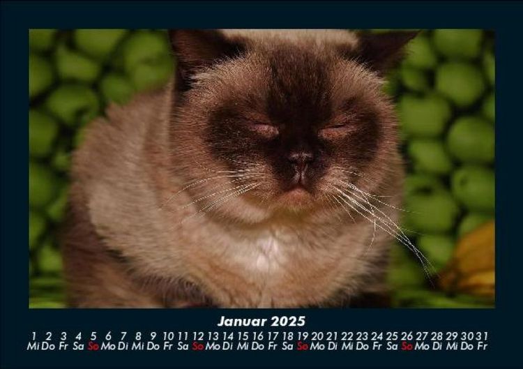 Produktbild: F&uuml;r Katzenfreunde 2025 Fotokalender DIN A5