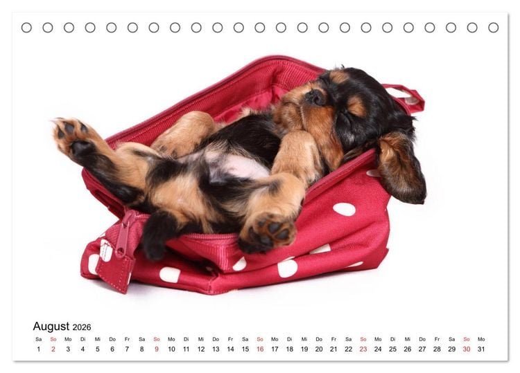 Produktbild: Funny Dogs (Tischkalender 2026 DIN A5 quer), CALVENDO Monatskalender
