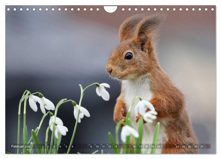 Produktbild: Eichh&ouml;rnchen in zauberhaften Posen (Wandkalender 2026 DIN A4 quer), CALVENDO Monatskalender