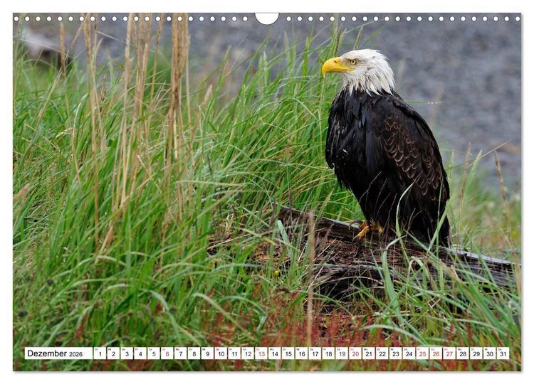 Produktbild: Tierwelt in den Canadian Rockies (Wandkalender 2026 DIN A3 quer), CALVENDO Monatskalender