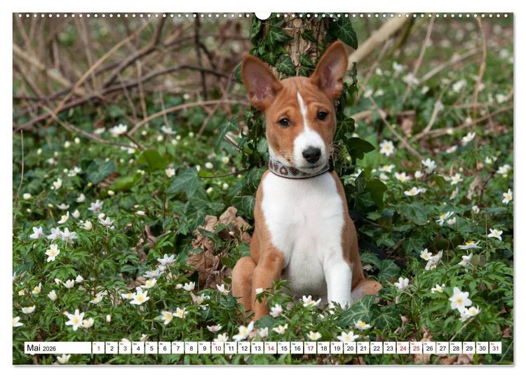 Produktbild: Wunderbare Basenji Welpenzeit (hochwertiger Premium Wandkalender 2026 DIN A2 quer), Kunstdruck in Hochglanz