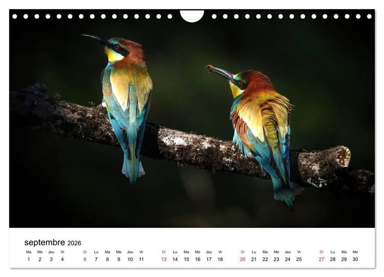 Produktbild: Oiseaux de nos villages en G&acirc;tinais (Calendrier mural 2026 DIN A4 vertical), CALVENDO calendrier mensuel