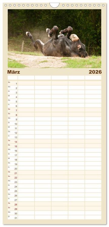 Produktbild: Familienplaner 2026 - Esel - Sixtus Loreley mit 5 Spalten (Wandkalender, 21 x 45 cm) CALVENDO