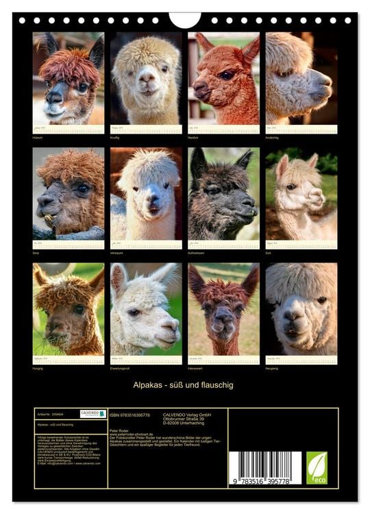 Produktbild: Alpakas - s&uuml;&szlig; und flauschig (Wandkalender 2026 DIN A4 hoch), CALVENDO Monatskalender