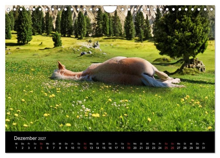 Produktbild: Wundersch&ouml;ne Haflingerwelt (Wandkalender 2027 DIN A4 quer), CALVENDO Monatskalender