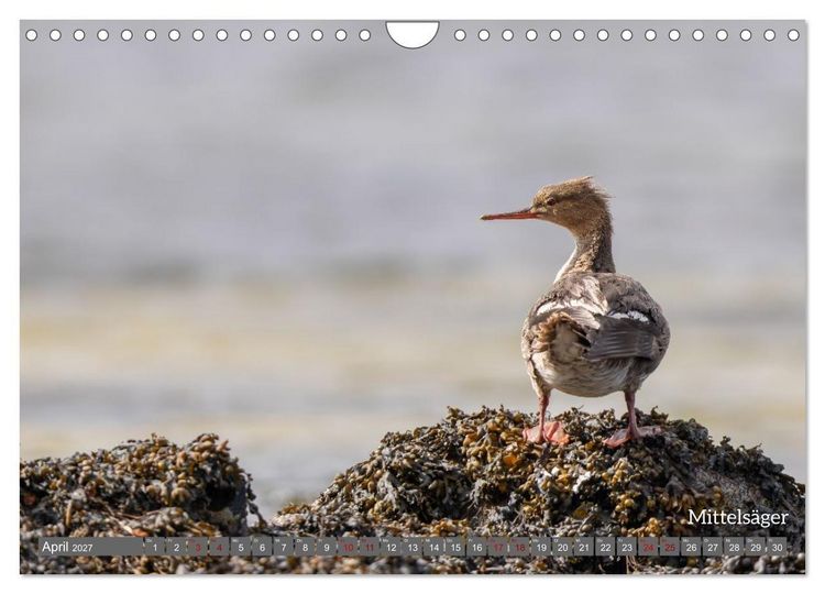 Produktbild: Vogelfotografie aus dem Norden (Wandkalender 2027 DIN A4 quer), CALVENDO Monatskalender