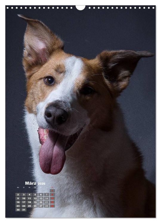 Produktbild: Treue Wegbegleiter, Hunde im Portrait. (Wandkalender 2026 DIN A3 hoch), CALVENDO Monatskalender