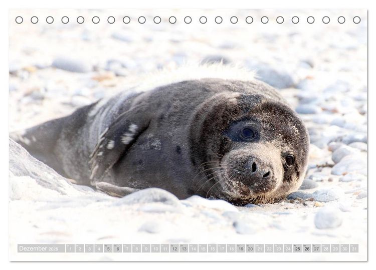 Produktbild: Kegelrobben - Die Kegelrobben von Helgoland (Tischkalender 2026 DIN A5 quer), CALVENDO Monatskalender