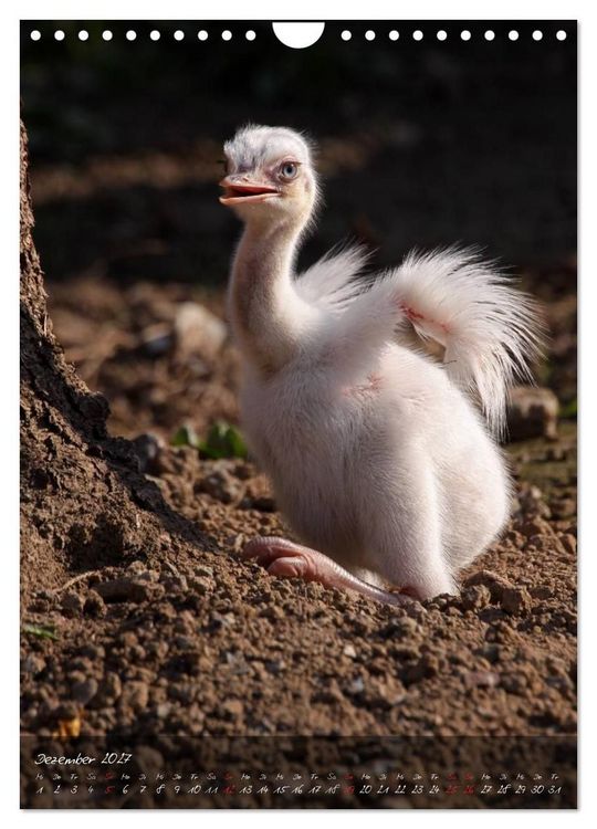 Produktbild: Nandu, Emu & Co. (Wandkalender 2027 DIN A4 hoch), CALVENDO Monatskalender