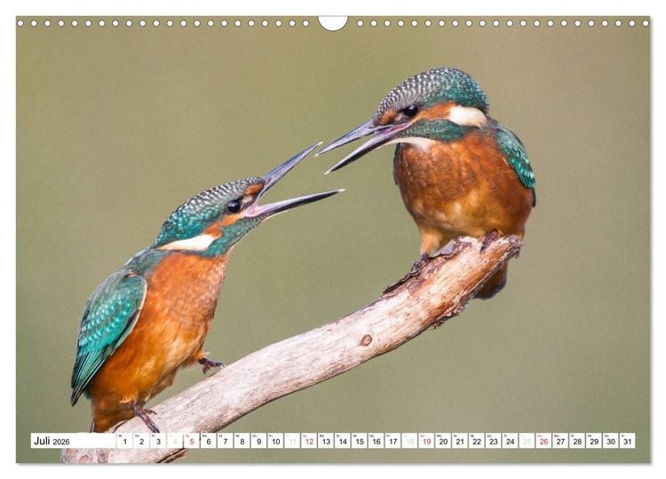 Produktbild: Faszination Eisvogel (Wandkalender 2026 DIN A3 quer), CALVENDO Monatskalender