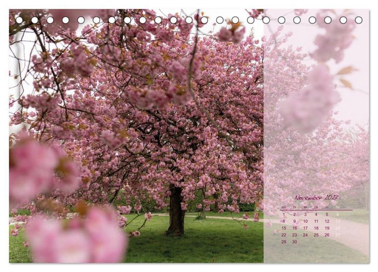 Produktbild: Pretty in Pink - Die Kirschbl&uuml;te (Tischkalender 2027 DIN A5 quer), CALVENDO Monatskalender