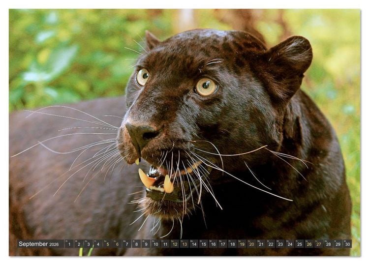 Produktbild: Raubkatzen: Geschmeidige J&auml;ger (Tischkalender 2026 DIN A5 quer), CALVENDO Monatskalender