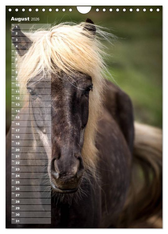Produktbild: Mein ISLANDPFERDE Planer - Geburtstage, Hof-Feste, Turniere (Wandkalender 2026 DIN A4 hoch), CALVENDO Monatskalender