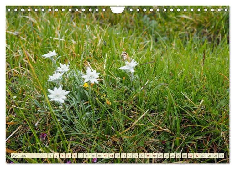 Produktbild: Edelwei&szlig; - Wahrzeichen der Alpen (Wandkalender 2026 DIN A4 quer), CALVENDO Monatskalender
