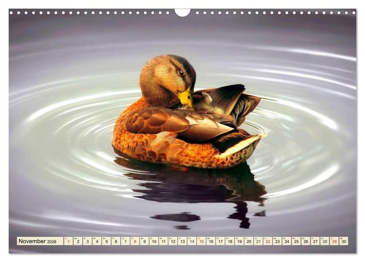 Produktbild: Enten. Beliebt, h&uuml;bsch und imposant (Wandkalender 2026 DIN A3 quer), CALVENDO Monatskalender