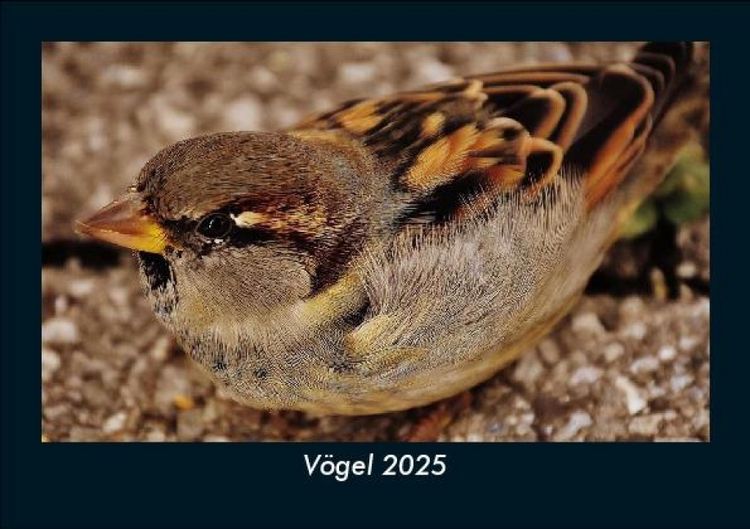 Produktbild: V&ouml;gel 2025 Fotokalender DIN A5